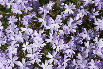 Phlox subulata "Emerald Cushion Blue"