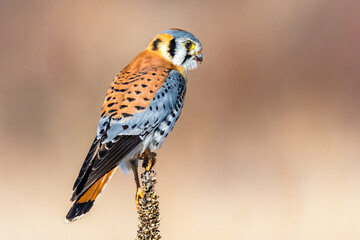 American Kestrel perched on a Mullein stalk