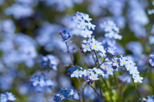 Blue forget-me-not flowers blooming in a garden