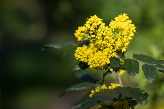 Yellow flowered Mahonia in spring