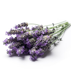 Lavender bunches on a white background