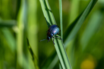 A Mint beetle (Chrysolina coerulans) crawling along a blade of grass.
