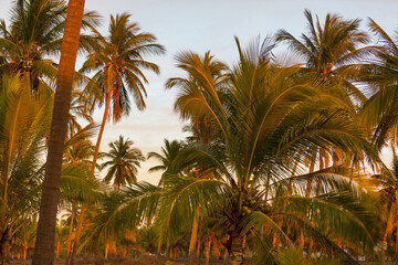 Obraz premium Palm plantation