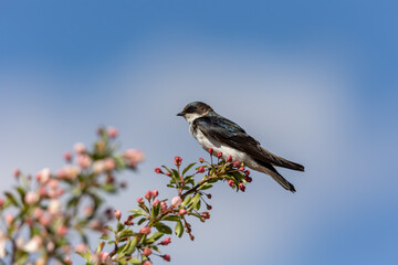 Tree swallow on a branch