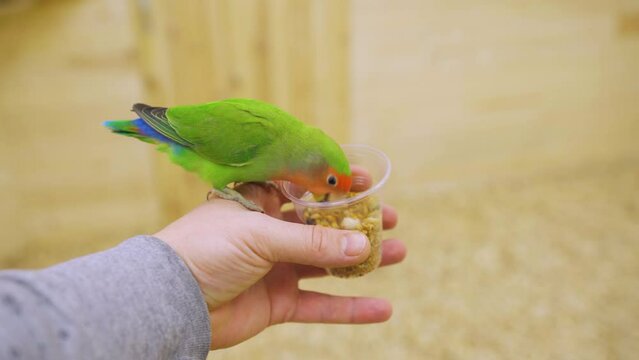 Curious playful bird parrot pet sits on the arm and pecks at bird food. Hand drawn colorful bird pet