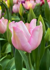 Pink tulip flowers blooming in a tulip field