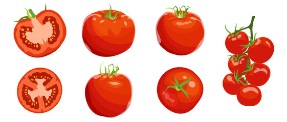 Different varieties of tomatoes, red tomatoes, large and small cherry tomatoes. Bright juicy vegetable in cross section, vector isolated image on white background.