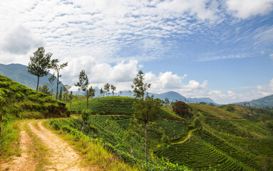 Naklejka premium Tea plantation