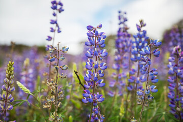 Naklejka premium Wildflowers