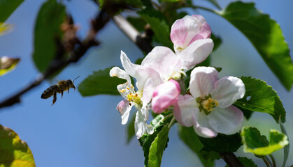 Blooming apple tree in the spring garden. Close up of white flowers on a tree