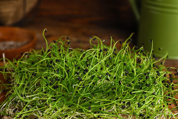 Fresh micro green on table, closeup