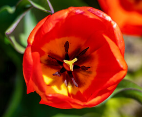 Skagit WA Tulip Festival 2023