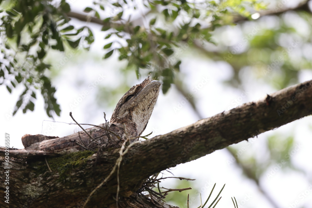 Poster papuan frogmouth (podargus papuensis) in papua new guinea