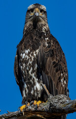 Eagles in Blaine Washington