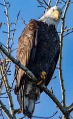 Eagles in Blaine Washington