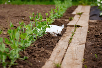 Gardening on small yard, bio home vegetable growing