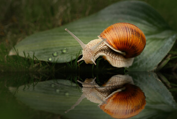 Snail. the snail crawls along the leaf and looks at the reflection on the water.