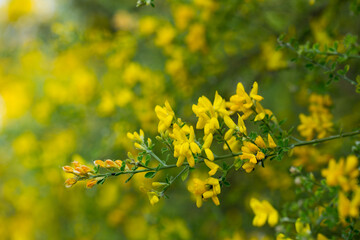 Obraz premium Yellow flowers of the plant Teline canariensis. High quality photo