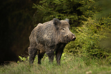 Naklejka na ściany i meble Wild boar in the spring forest. Calm wild pig among the trees. European wildlife during spring. Wild sow hiding small piglets.