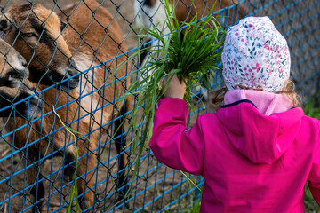 Small child feeding goats with green grass