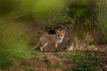 Small red fox near the burrow. Calm fox in the forest. European wildlife during spring time. 