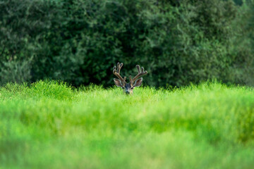 Obraz na płótnie Canvas Deer In Tall Spring Grass