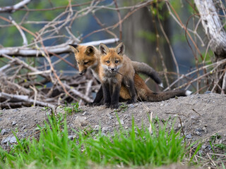 Two Eastern American Red Fox kits portrait in spring
