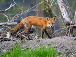 Male Eastern American Red Fox portrait