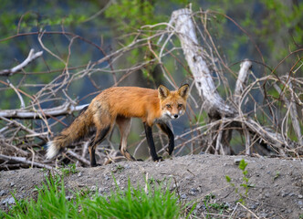 Male Eastern American Red Fox portrait