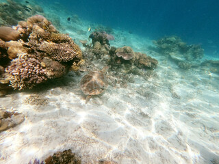 View of sea turtle underwater