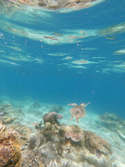 View of sea turtle underwater