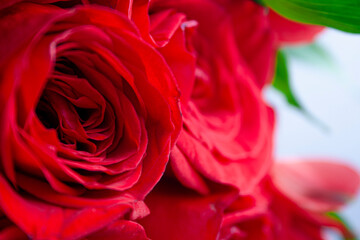 Detalle lateral de rosa roja