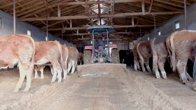 Tractor working in modern cow farm. The worker cleans the animal manure in the barn. Modern farming
