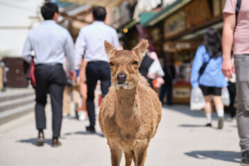 Japanese deer or Nihonjika in a street full of people in Miyajima, Hiroshima, Japan.
