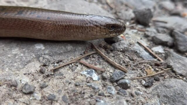 A crawling snake called a slow worm