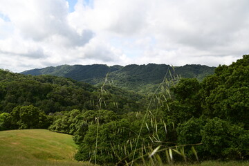green forest in the mountains