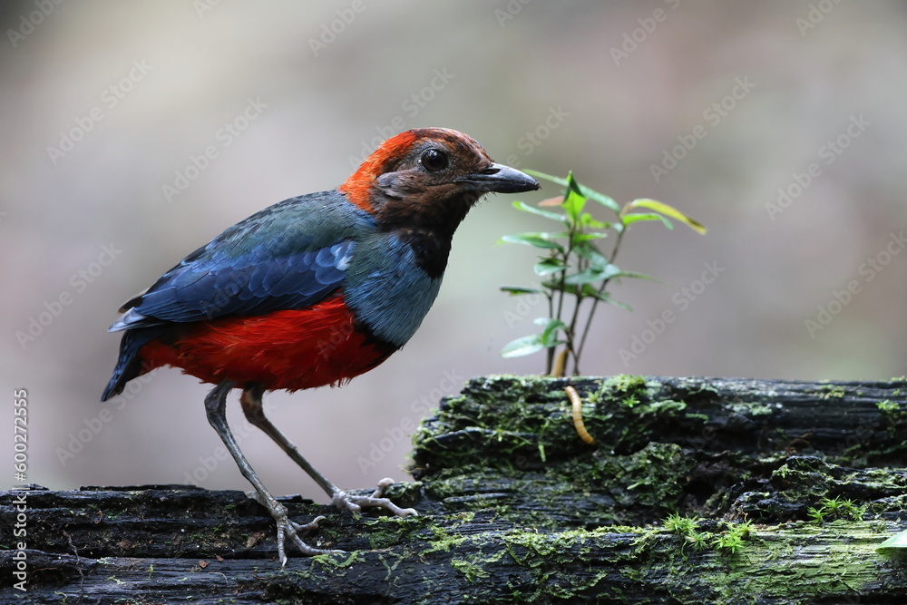 Wall mural Papuan Pitta or Red-bellied pitta (Erythropitta macklotii) in Papua new guinea - Wall murals