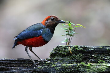Papuan Pitta or Red-bellied pitta (Erythropitta macklotii) in Papua new guinea
