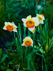 Obraz premium Flowerbed with yellow daffodils. Spring flowers.