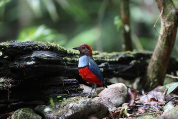 Papuan Pitta or Red-bellied pitta (Erythropitta macklotii) in Papua new guinea