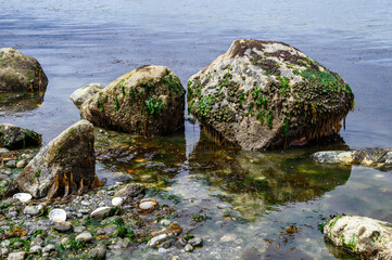Environment at low tide in Puget Sound, large rocks with sea anemones, barnacles, and seaweed, as a nature background
