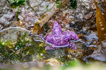 Purple sea star attached to the bottom of a large rock at low tide in Puget Sound
