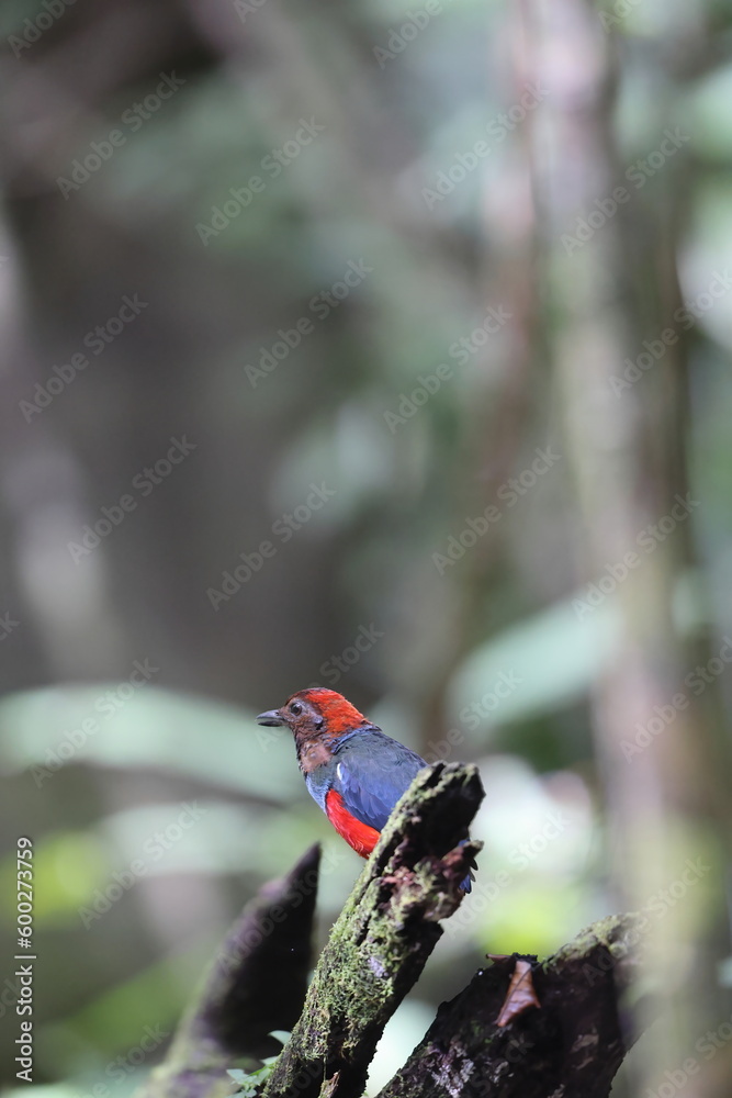 Poster papuan pitta or red-bellied pitta (erythropitta macklotii) in papua new guinea