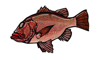 Naklejka premium マングローブジャックA