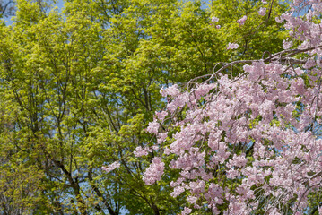 新緑をバックに八重紅枝垂れ桜の花