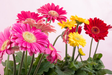 ピンクバックのカラフルなガーベラの花花