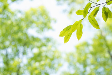 林の中のクヌギの新緑