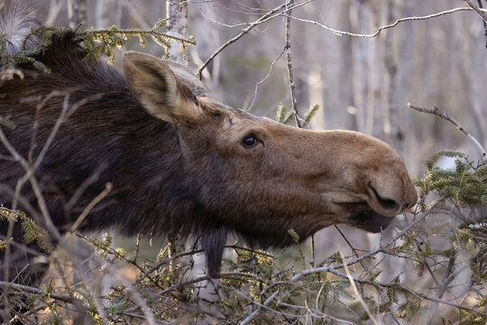 Moose, Majestic Moose Cow Feeding on Fir Twigs: A Rare Glimpse of the Natural World - An awe-inspiring image capturing the beauty and grace of a moose cow as she forages for sustenance in the wild.  