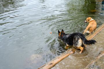 German Shepard standing looking into the Sammamish River at an orange ball
