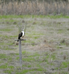 Osprey sitting on stand on an empty field
